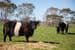 620A Springs Road, MOUNT BARKER, SA 5251, Mount Barker - Thumbnail 3