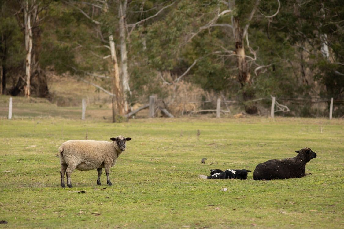 799 Cassilis Road, SWIFTS CREEK, VIC 3896, Swifts Creek - Thumbnail 6