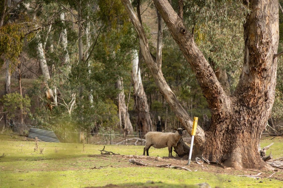 799 Cassilis Road, SWIFTS CREEK, VIC 3896, Swifts Creek - Thumbnail 7