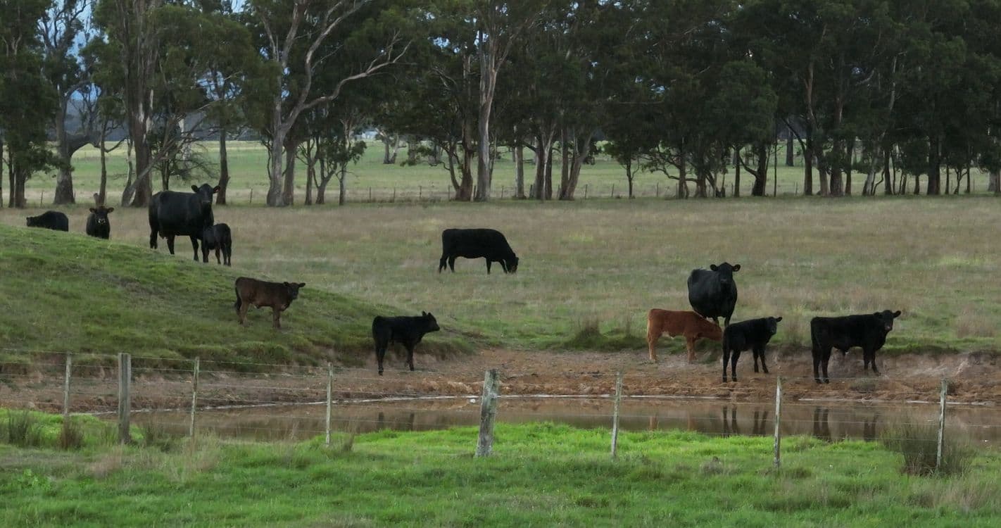 836 Fernbank-Lindenow South Road, FERNBANK, VIC 3864, Fernbank - Thumbnail 5
