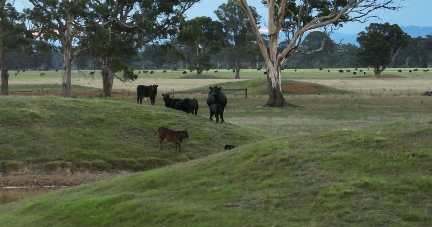 836 Fernbank-Lindenow South Road, FERNBANK, VIC 3864, Fernbank - Thumbnail 6