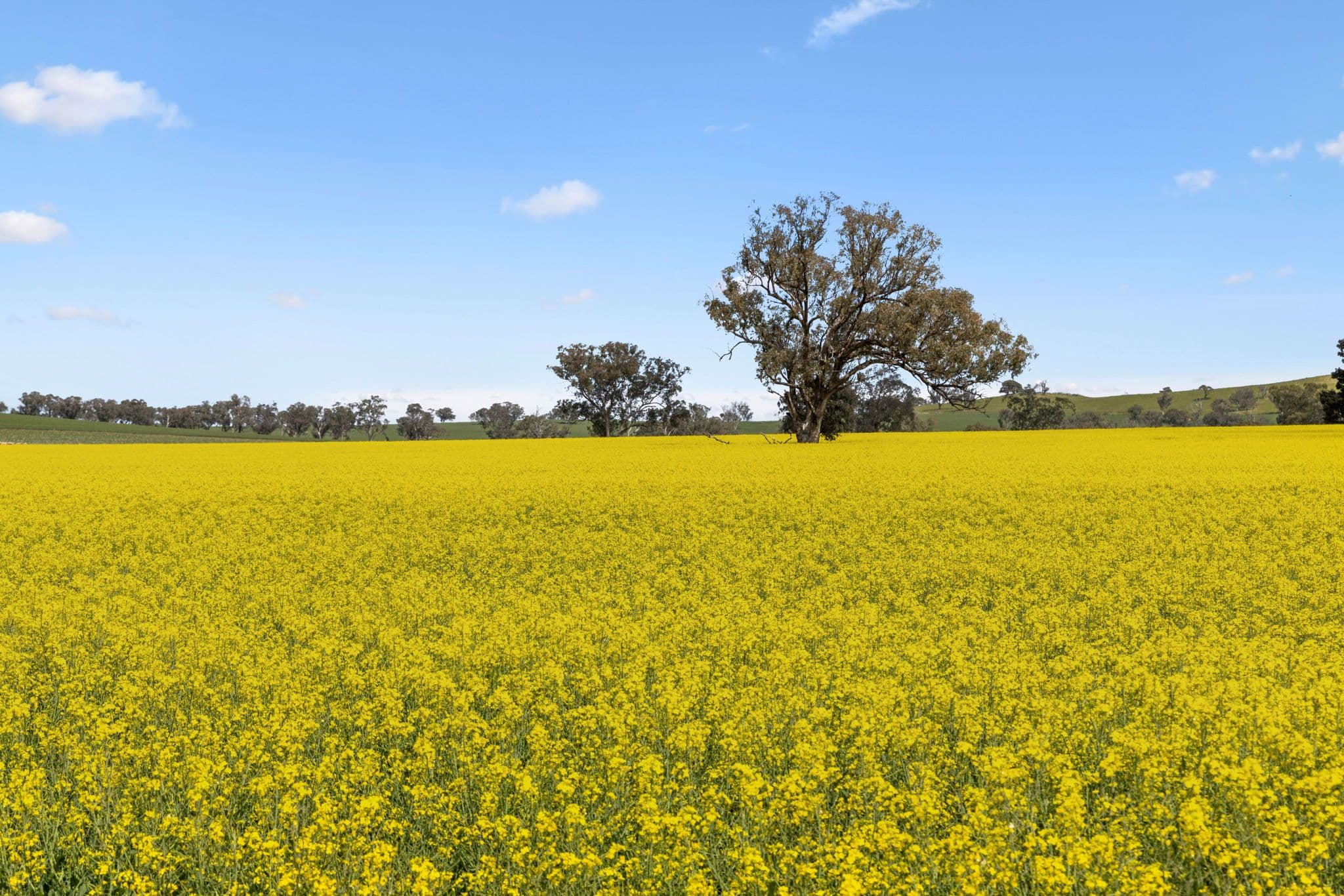 "Bellissima" 630 Astons Lane, Thuddungra Via , Young NSW 2594, Young - Image 1