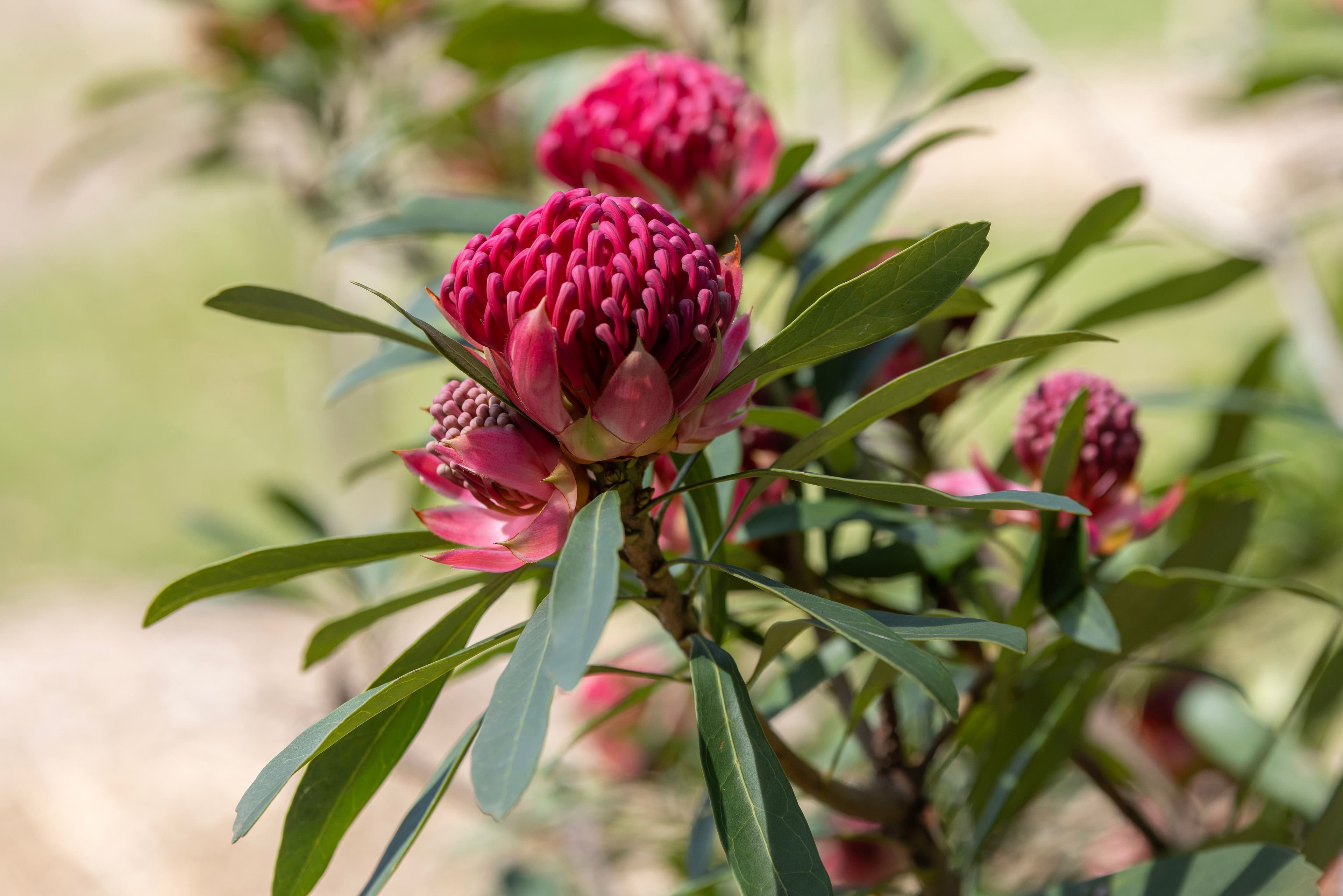 61 Wallaby Hill Road , Robertson NSW 2577, Robertson - Thumbnail 7