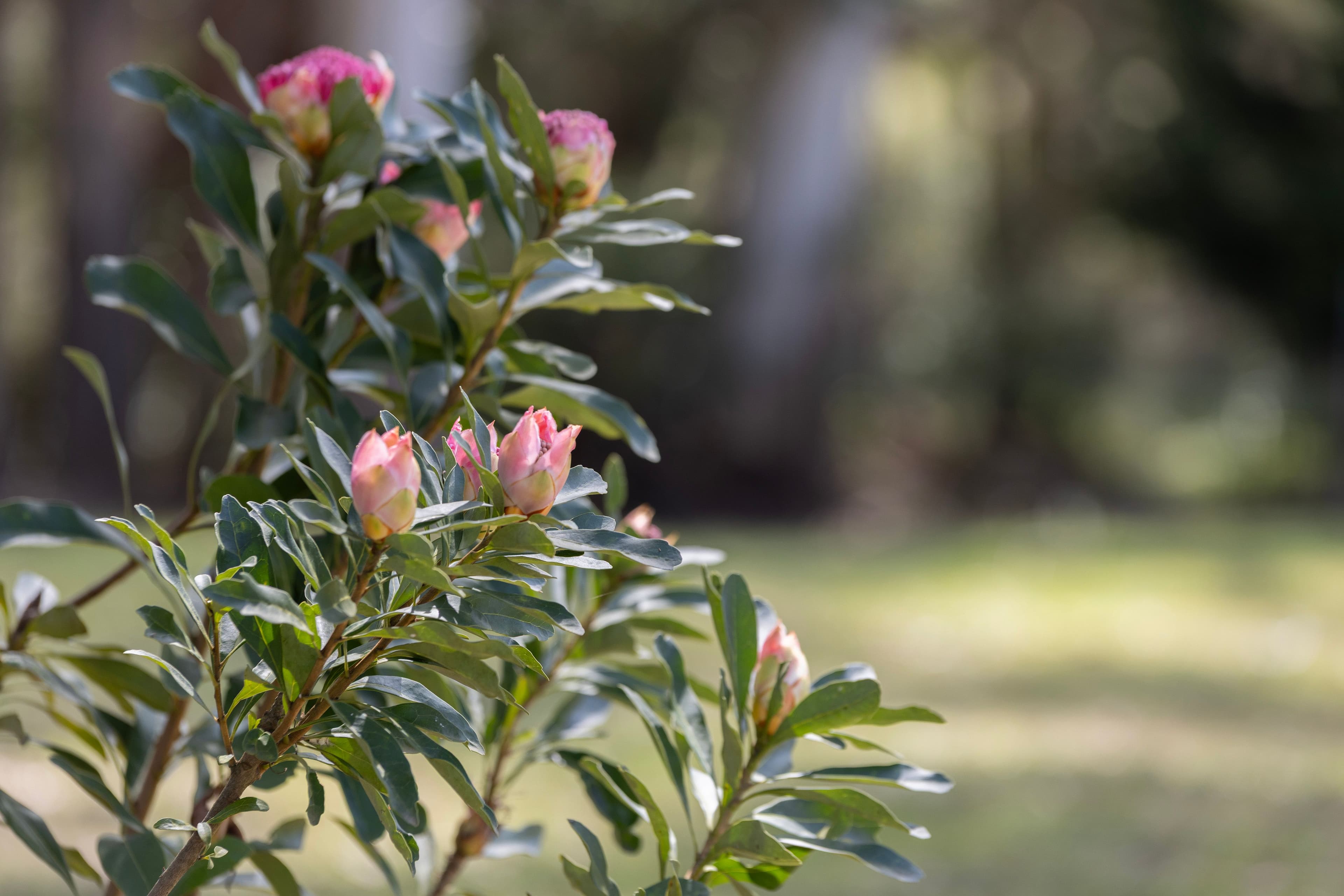 61 Wallaby Hill Road , Robertson NSW 2577, Robertson - Thumbnail 8