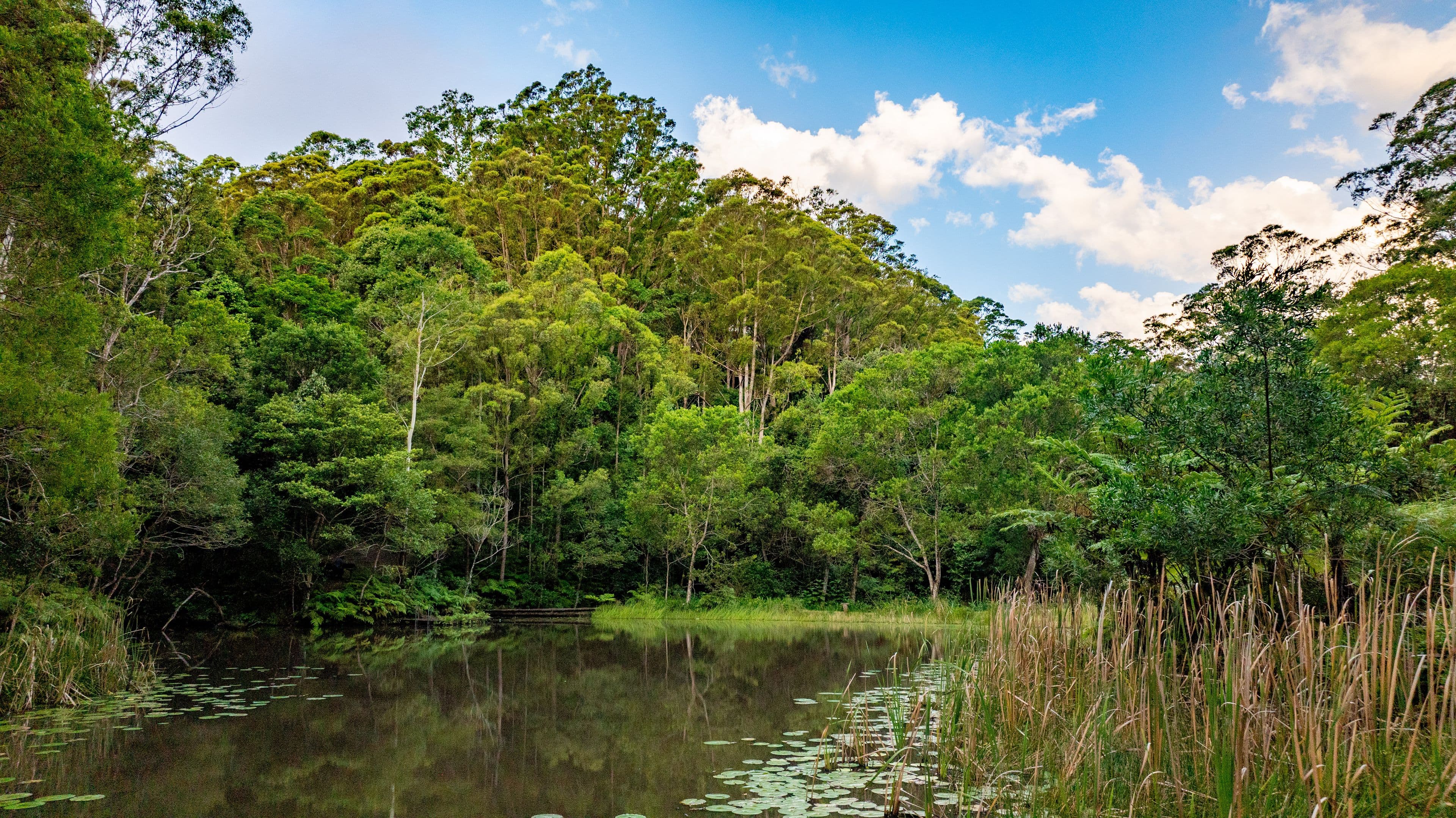 35 Rose Gum Lane , Witta QLD 4552, Witta - Thumbnail 2