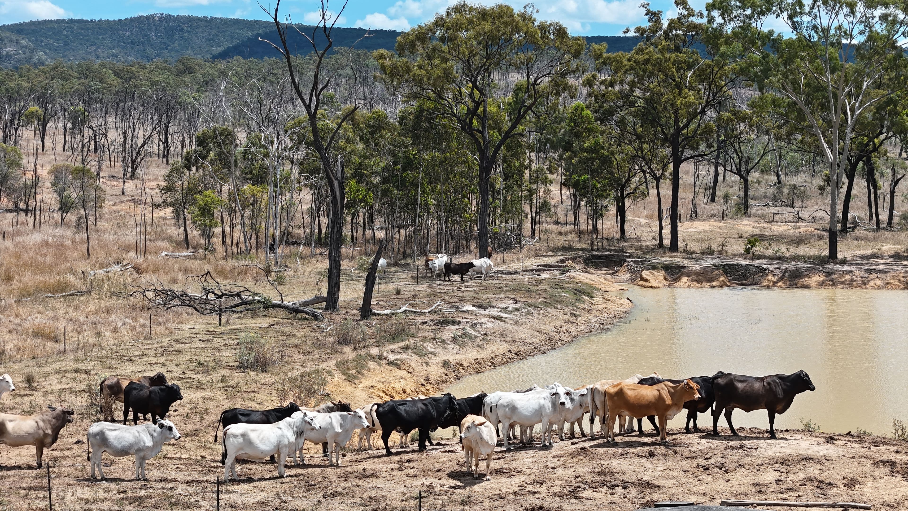 781 Spring Creek Road , Coppabella QLD 4741, Coppabella - Thumbnail 3