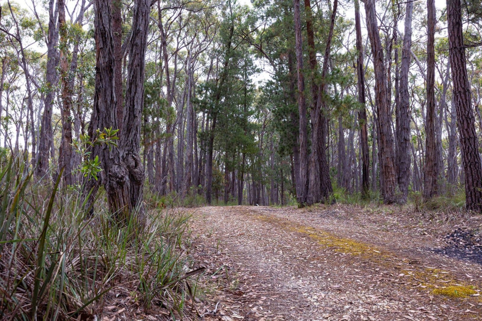 Lot 39 Tilligs Road, Scarsdale, Scarsdale - Thumbnail 2