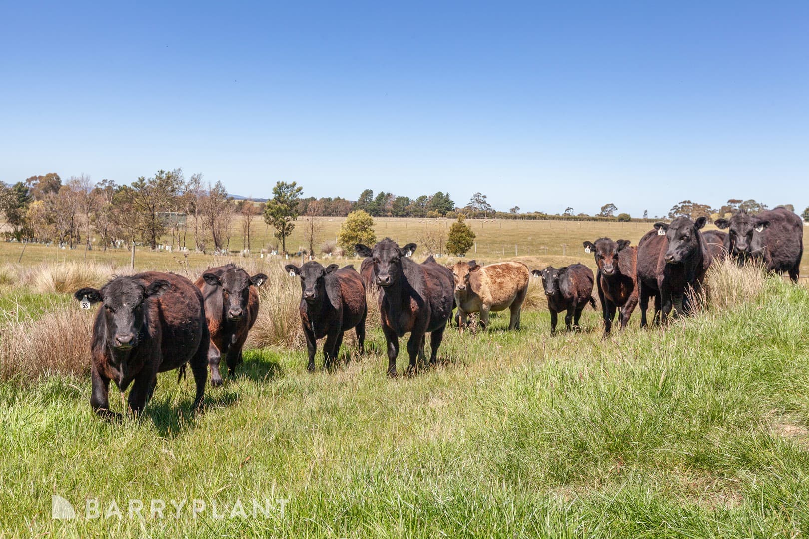 Lot 3/750 Kilmore Lancefield Road, Forbes, VIC 3764, Forbes - Thumbnail 8