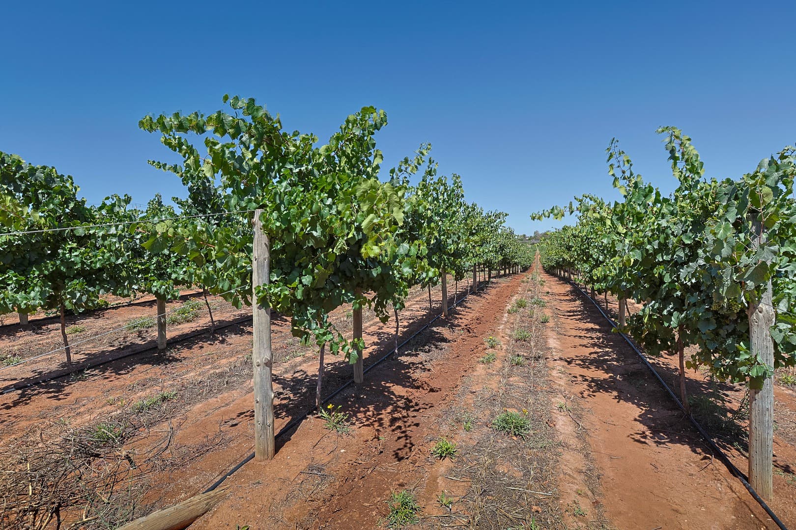 2 Buloke Street, Red Cliffs, VIC 3496, Red Cliffs - Image 1