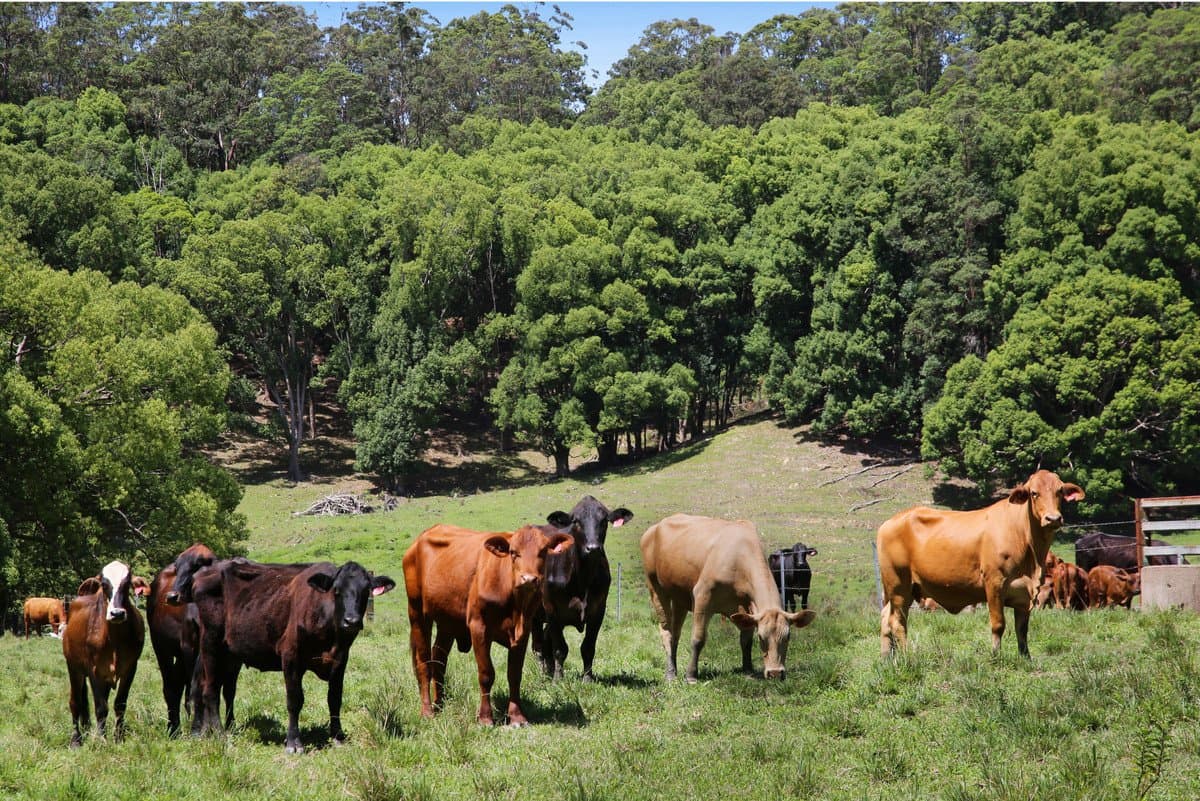 1039 Currumbin Creek Road, Currumbin Valley QLD 4223, Currumbin Valley Property Image - Thumbnail 6