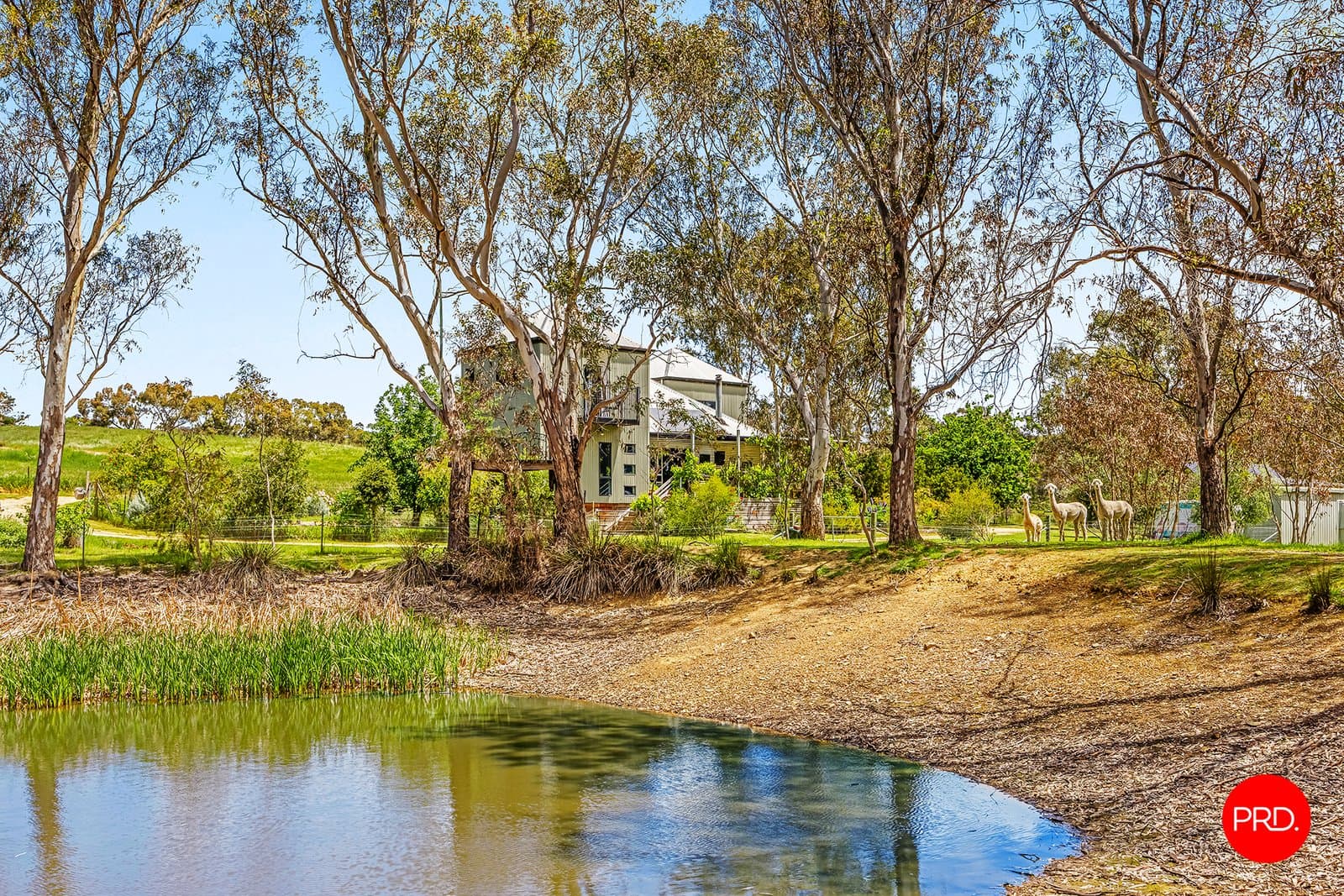 980 Hepburn-Newstead Road, YANDOIT VIC 3461, Yandoit - Thumbnail 2