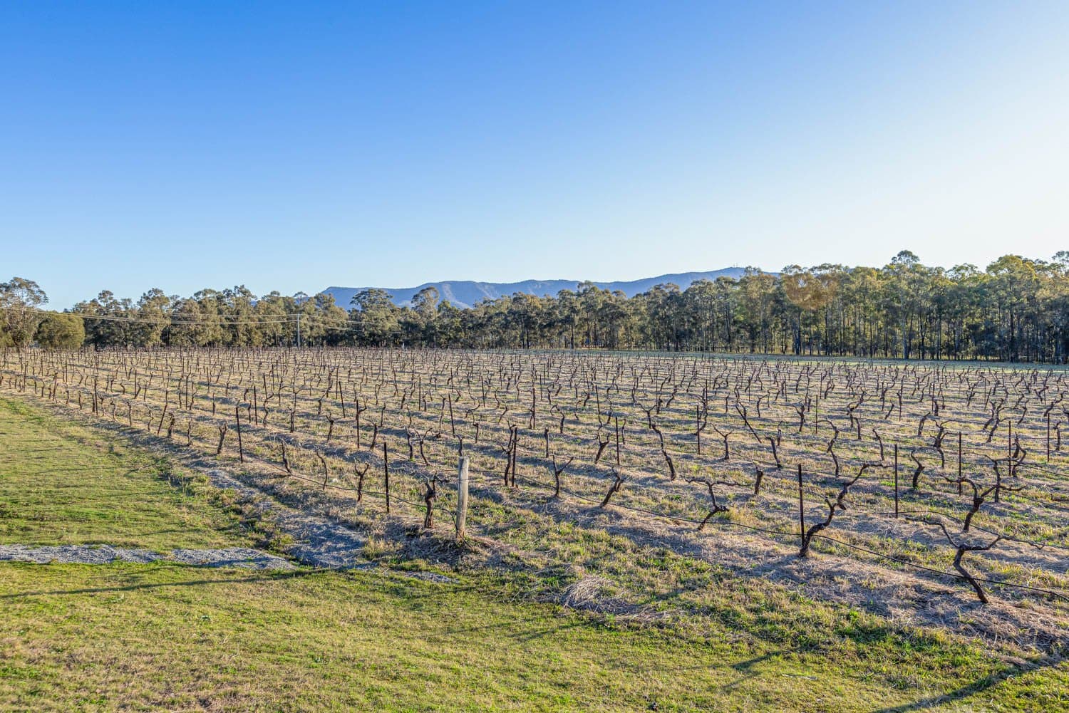 463 Deasys Road, POKOLBIN NSW 2320, Pokolbin - Thumbnail 6
