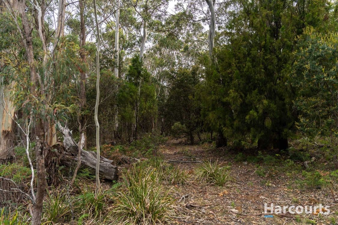 19 Saddlers Run Road, REEDY MARSH, TAS 7304, Reedy Marsh - Thumbnail 6