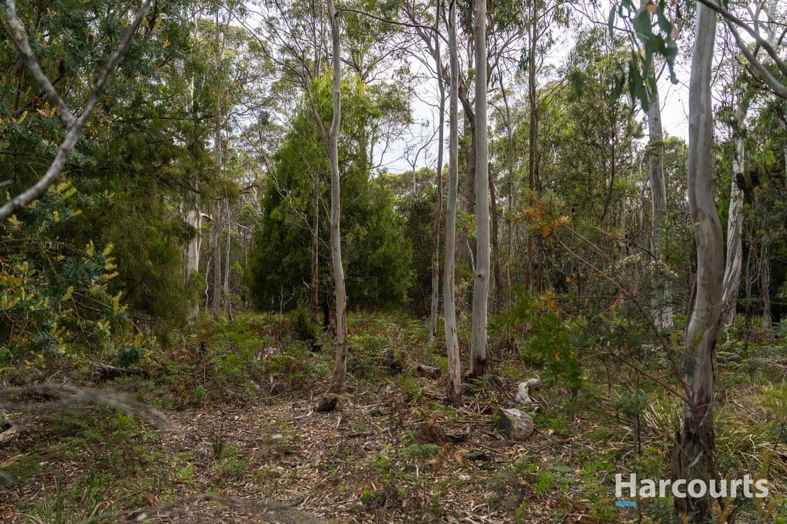 19 Saddlers Run Road, REEDY MARSH, TAS 7304, Reedy Marsh - Thumbnail 7