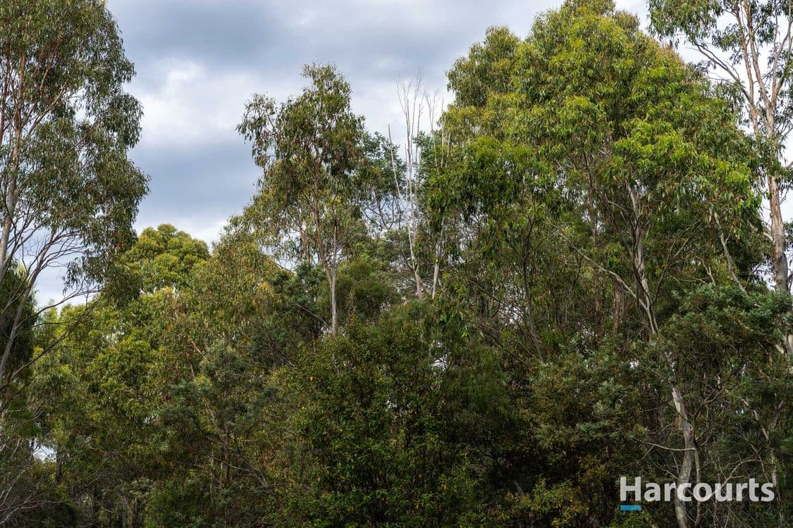 19 Saddlers Run Road, REEDY MARSH, TAS 7304, Reedy Marsh - Thumbnail 8