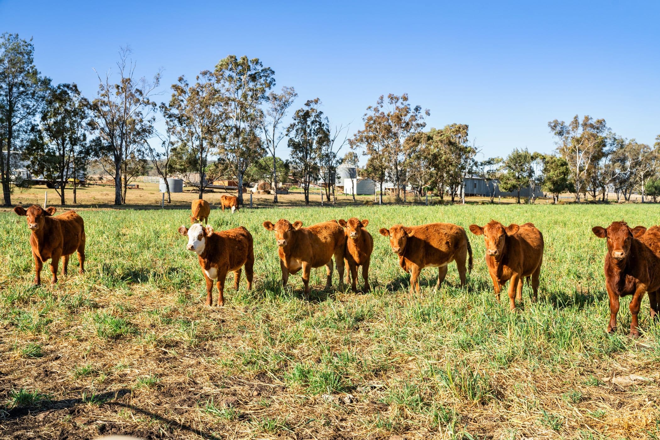 "Karinya" 586 Moran Road , Linthorpe QLD 4356, Linthorpe - Thumbnail 6