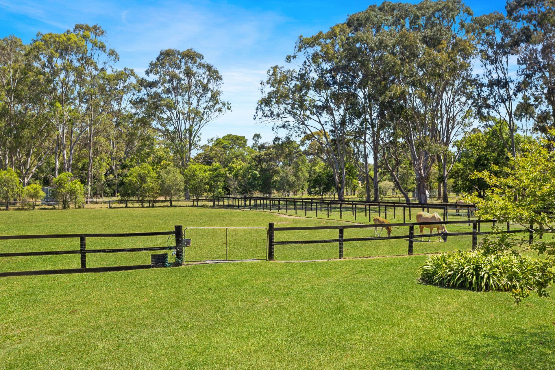 371 Newport Road, Cooranbong, Cooranbong - Thumbnail 5