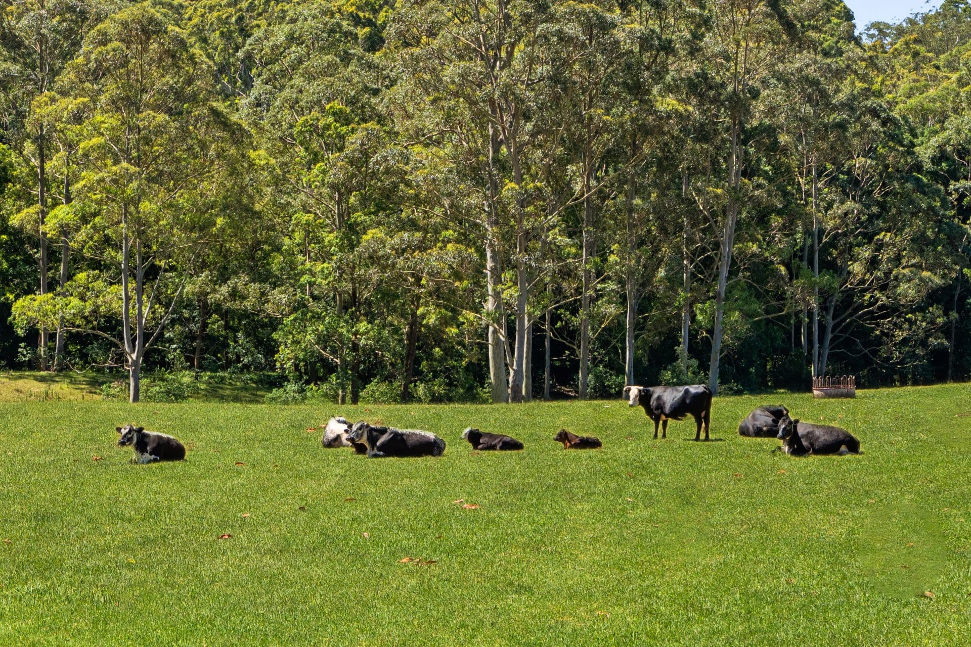 37 Chittaway Road, Kangy Angy, Kangy Angy - Thumbnail 4