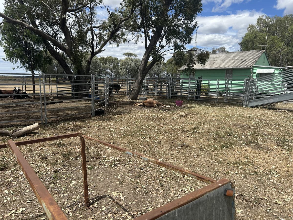 Lot 1 / 370 Ducklo School Road, Ducklo QLD 4405, Ducklo - Thumbnail 6