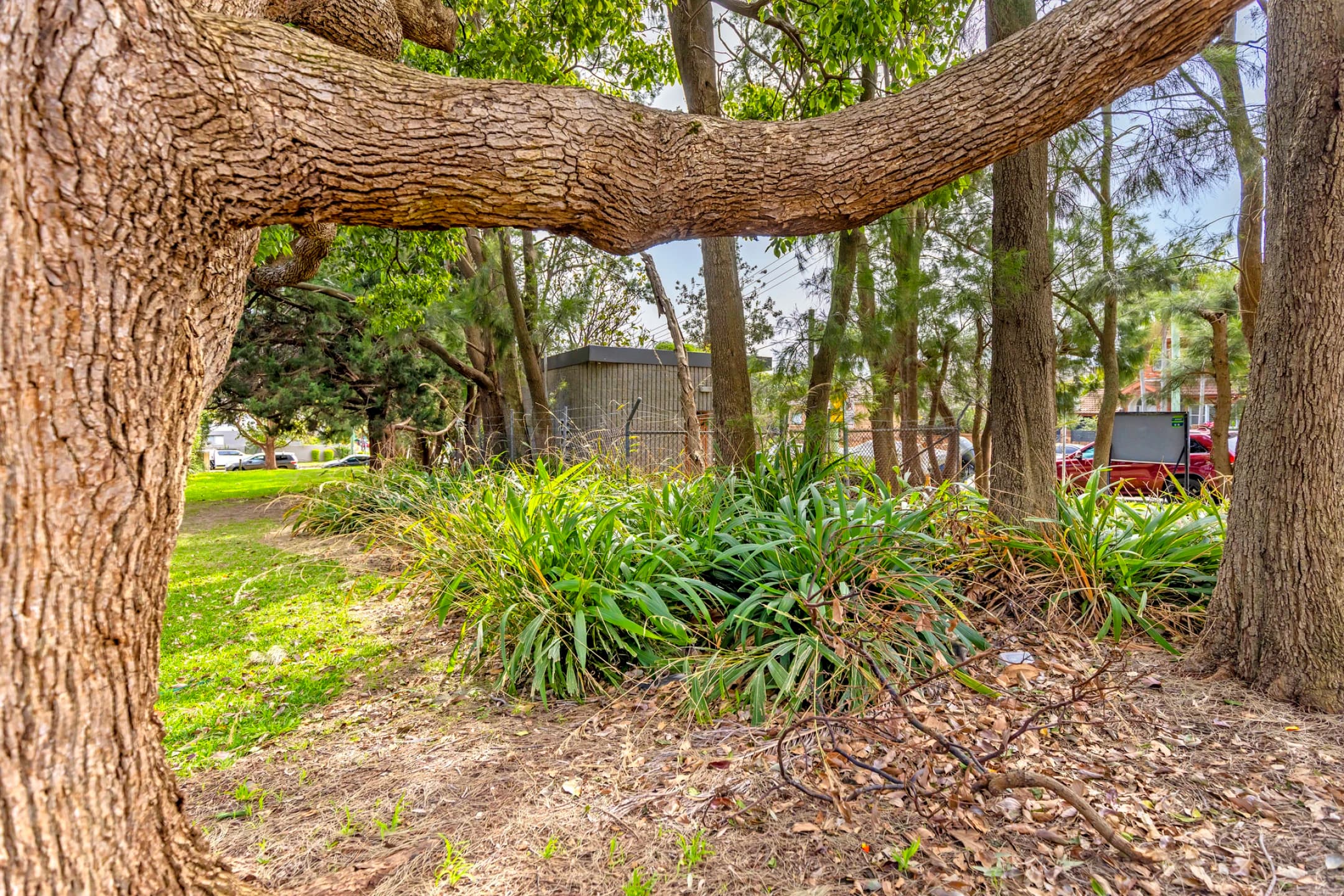 66 Griffin Road, North Curl Curl NSW 2099, Dee Why - Thumbnail 2