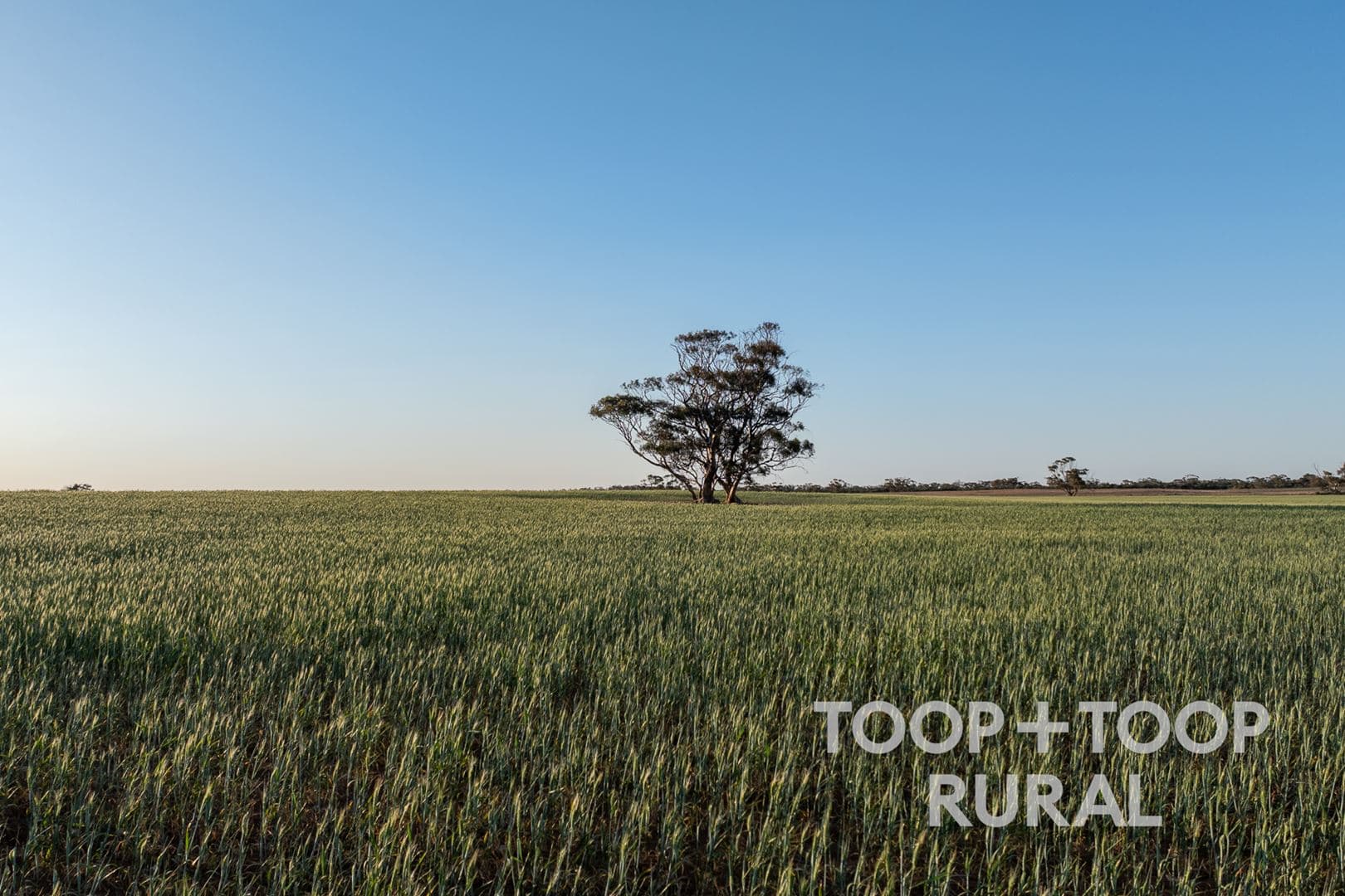 Lot 499 Murbko Road, Murbko SA 5320, Murbko - Thumbnail 3