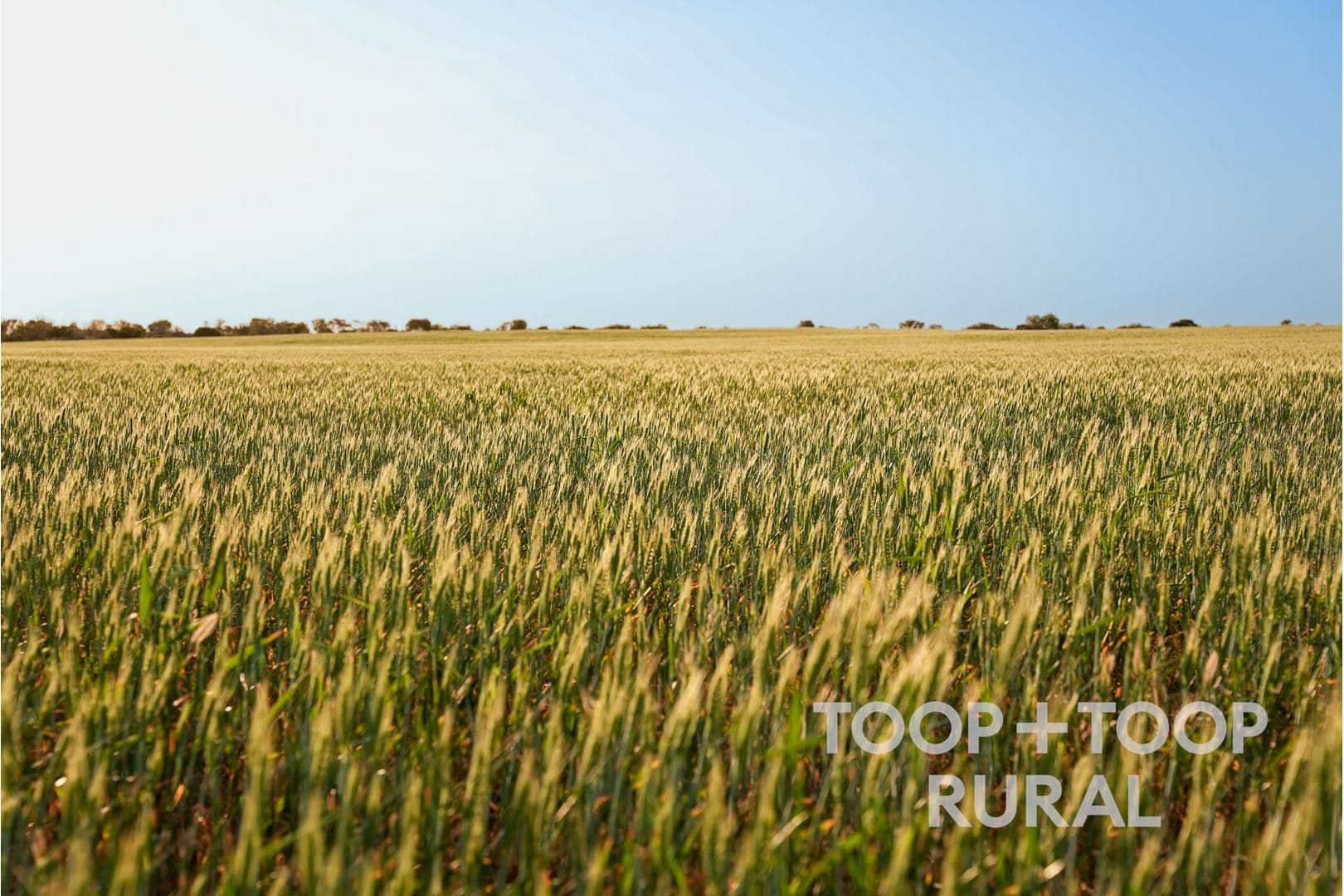Lot 499 Murbko Road, Murbko SA 5320, Murbko - Thumbnail 4