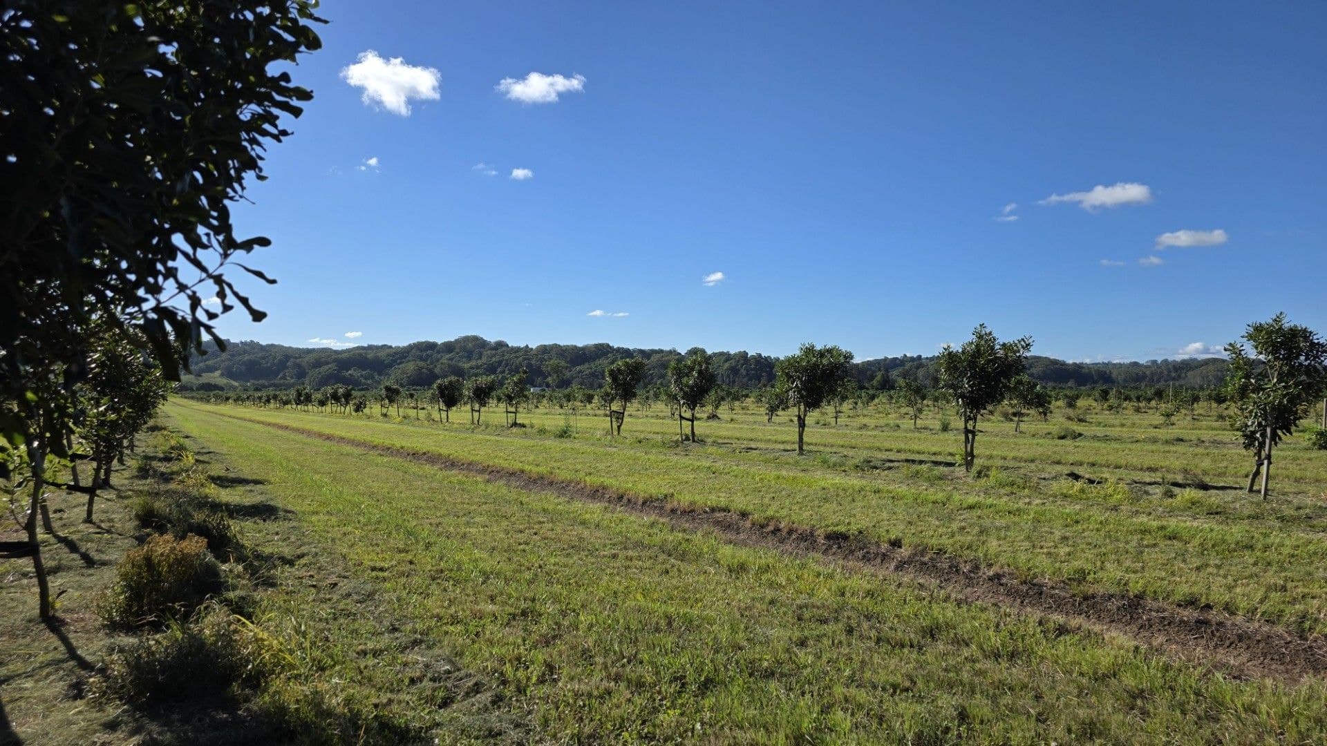 292 Pimlico Road, Pimlico, NSW, 2478, Pimlico - Thumbnail 4