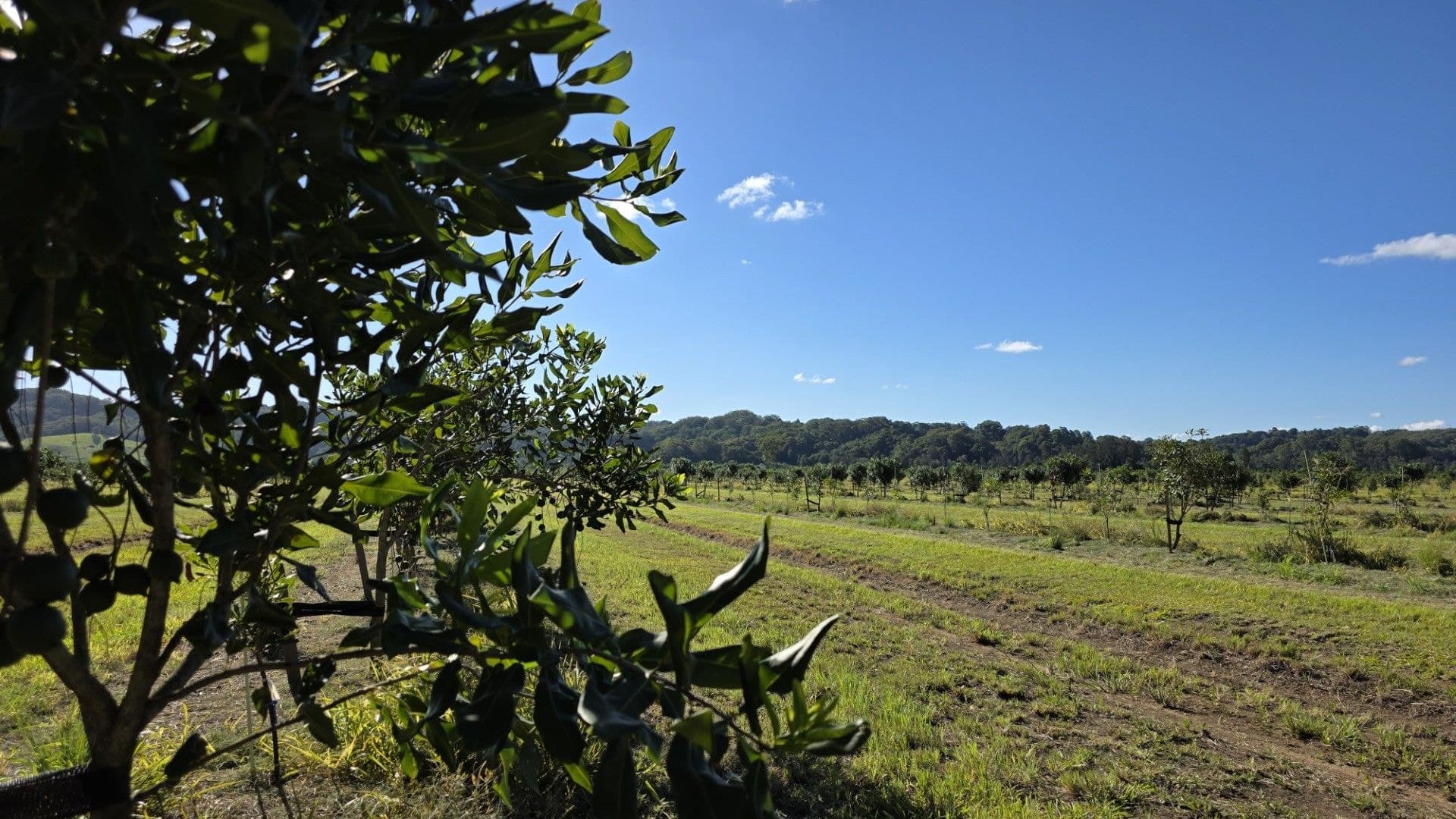 292 Pimlico Road, Pimlico, NSW, 2478, Pimlico - Thumbnail 5