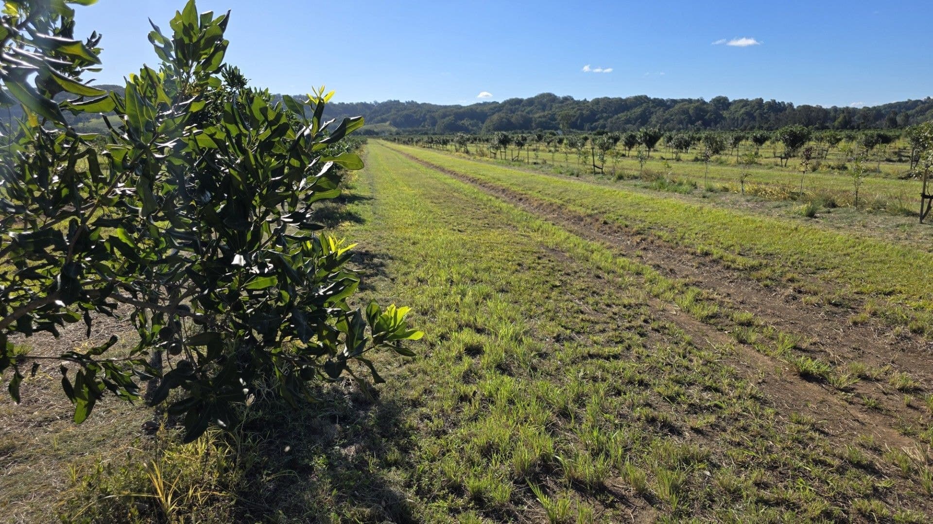 292 Pimlico Road, Pimlico, NSW, 2478, Pimlico - Thumbnail 6