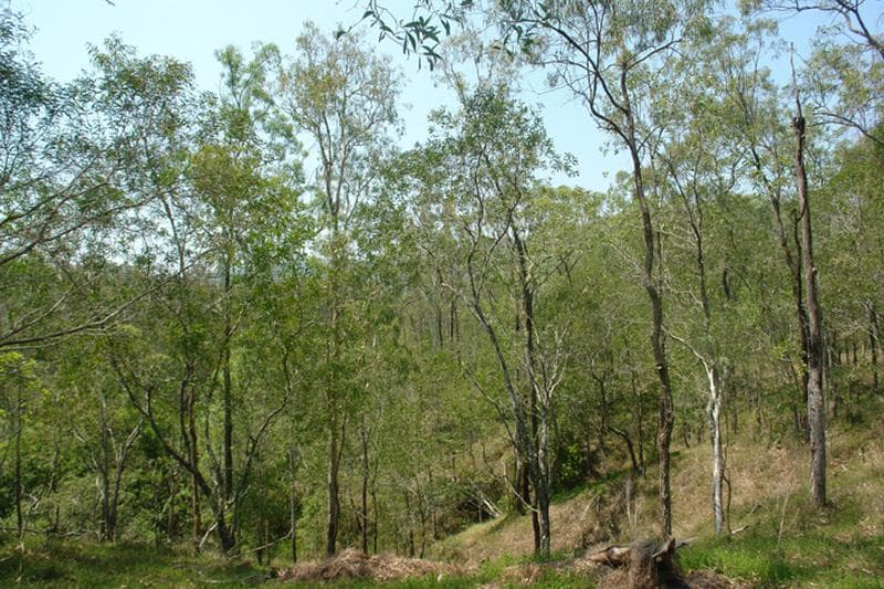 24 Bunya Street, Mount Crosby - Thumbnail 4