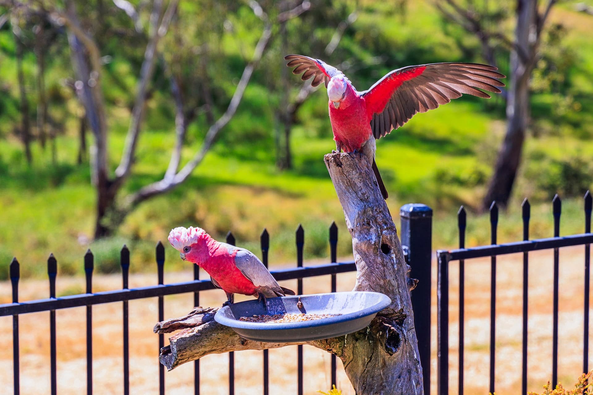 12 Gartrell Boulevard, Craigburn Farm - Thumbnail 2
