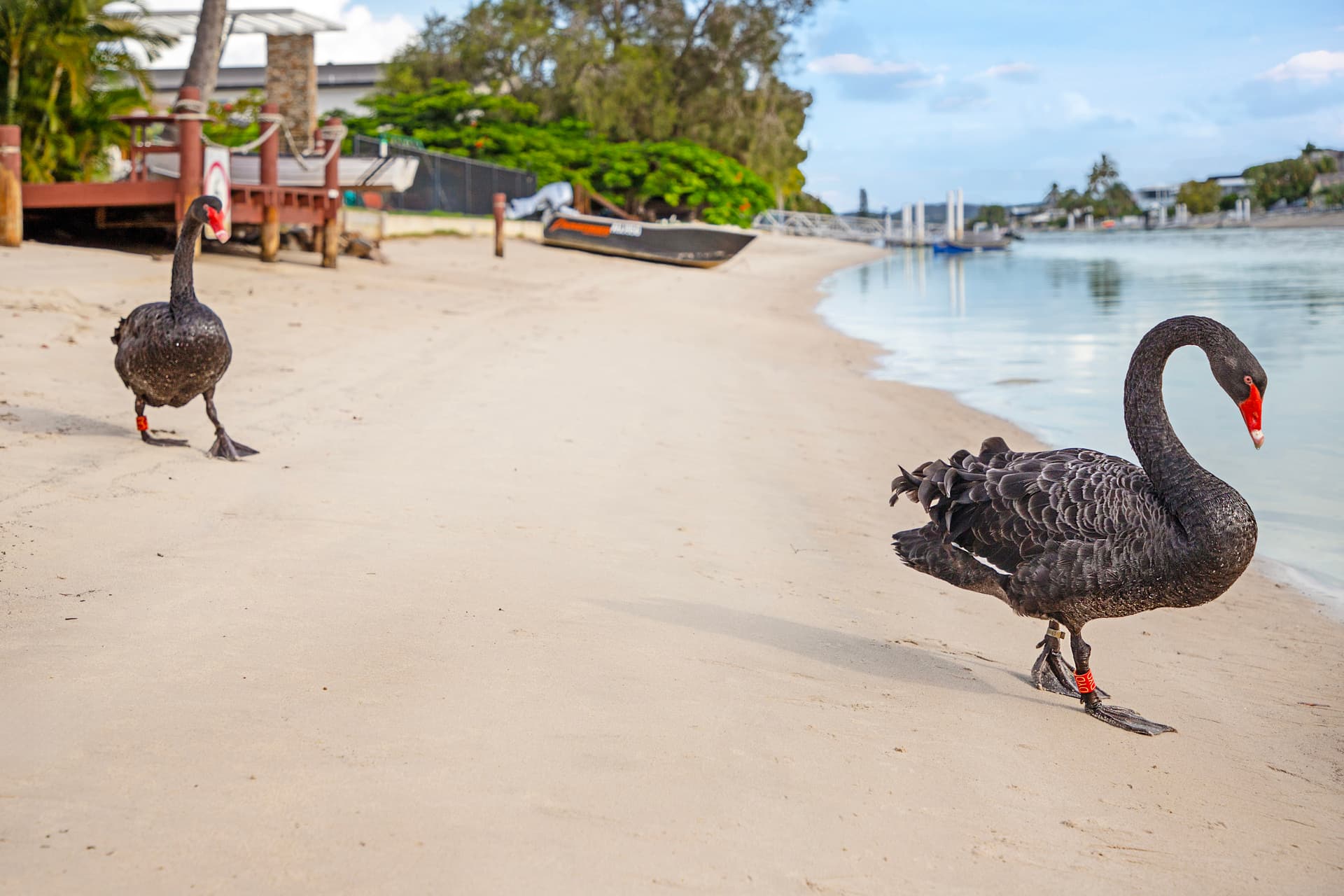 22 Parnki  Parade, Palm Beach, QLD, 4221, Palm Beach - Thumbnail 4