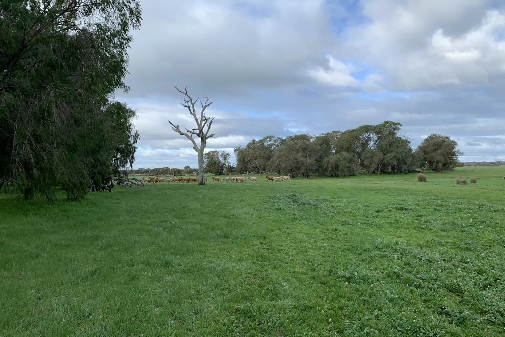 Lot 1 Jilley Road, Boyanup - Thumbnail 5