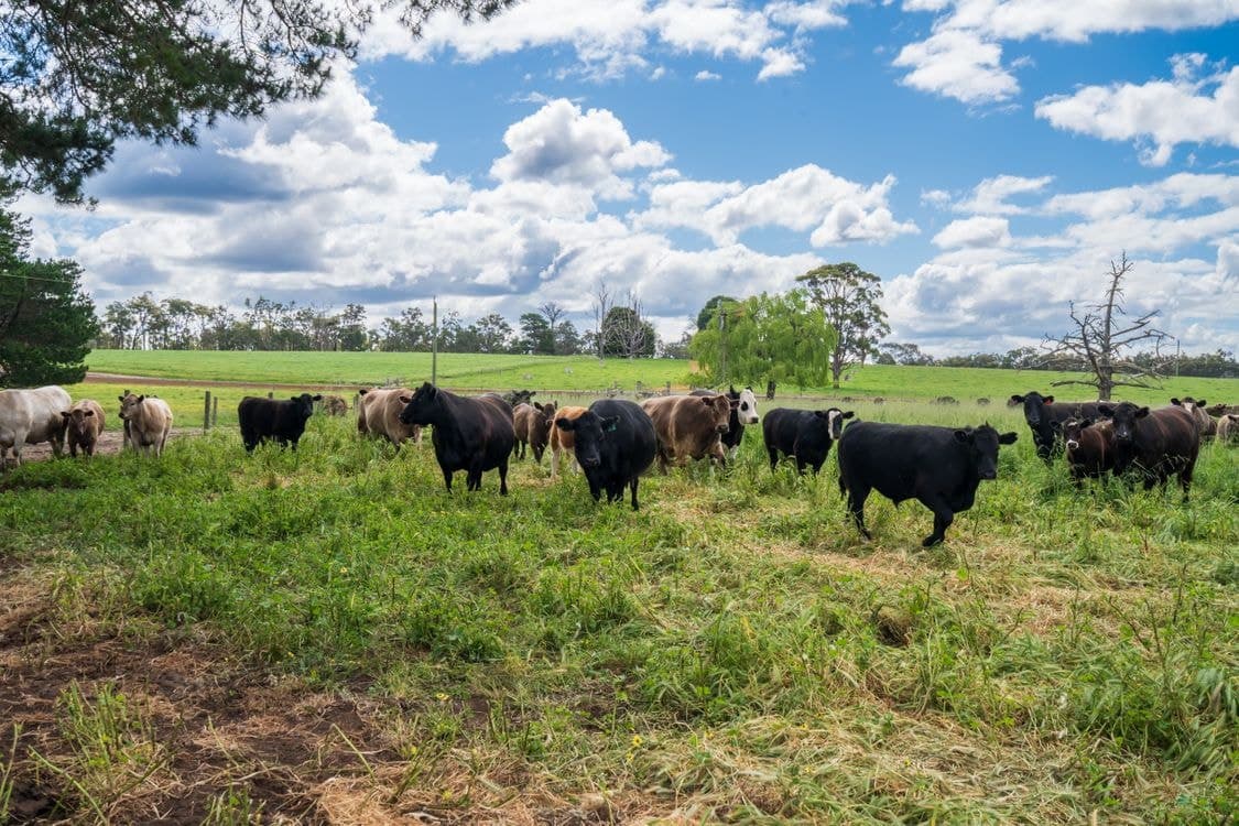 2646 Muir Highway (Upper Warren), MANJIMUP, WA 6258, Manjimup - Thumbnail 7