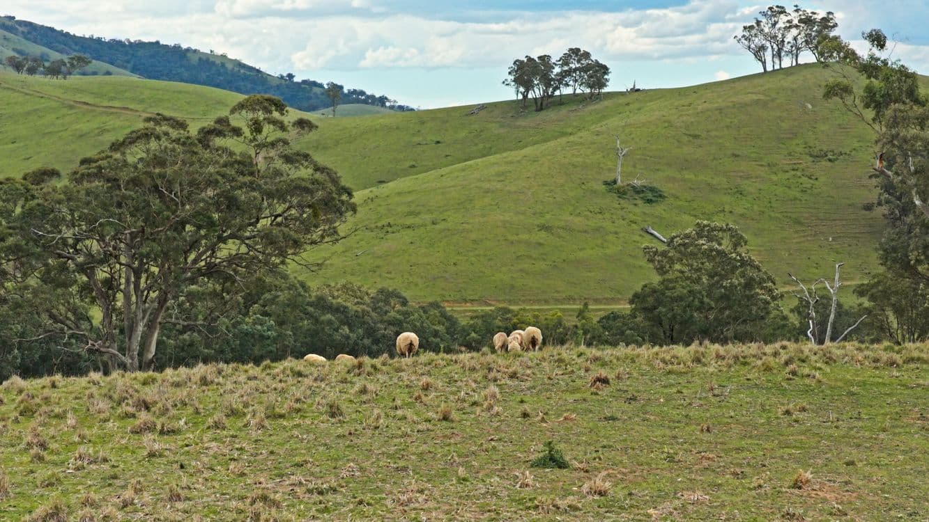 Allot 15/5185 Great Alpine Road, ENSAY, VIC 3895, Ensay - Thumbnail 6