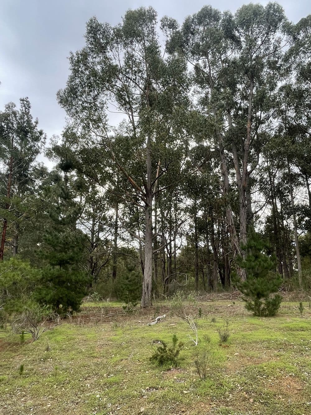Proposed Lots 1-11 Cnr Thornbill Road & Nelson Road, BRIDGETOWN, WA 6255, Bridgetown - Thumbnail 6
