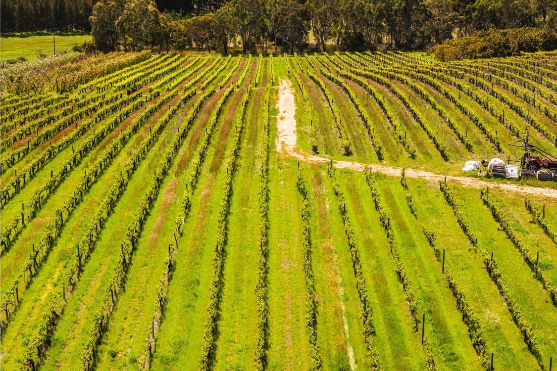 207 Sand Road, McLaren Flat, SA 5171, McLaren Flat - Thumbnail 6