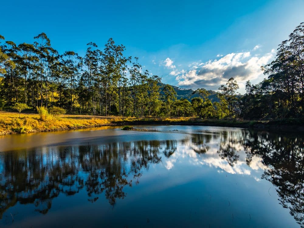 193 Petsch Creek Road, Tallebudgera Valley, QLD 4228, Tallebudgera Valley - Thumbnail 3