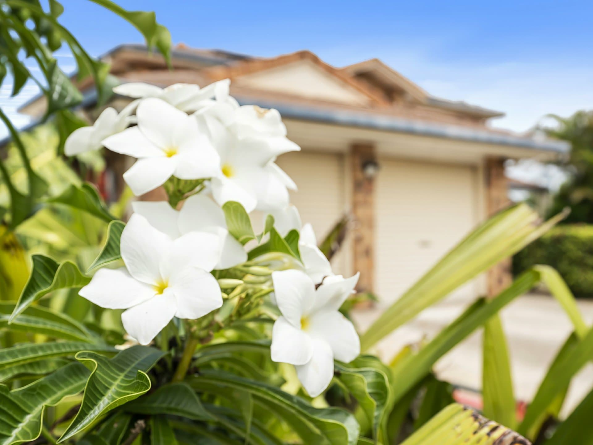 12 Smout Court, Sandstone Point, Sandstone Point - Thumbnail 4