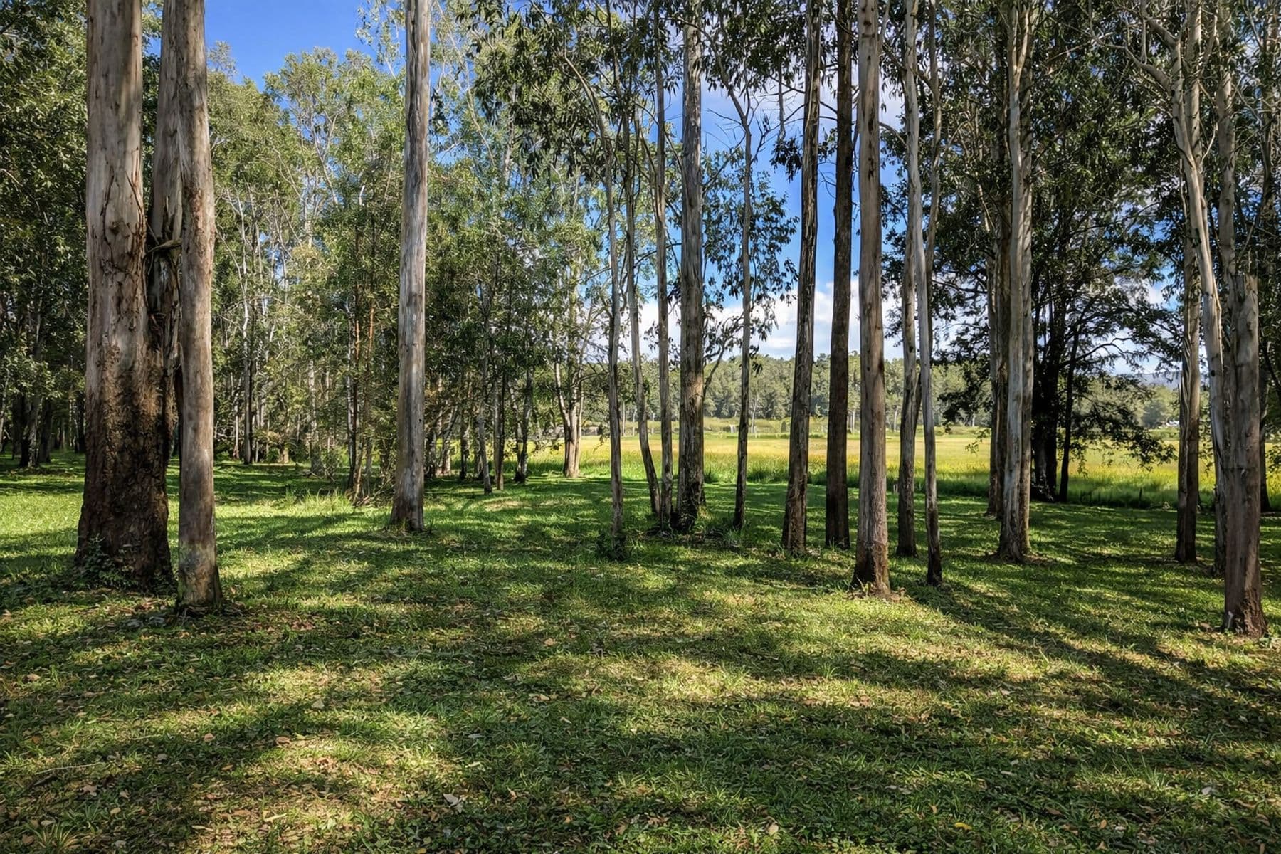 226 Rolley Road, Wondecla QLD 4887, Wondecla - Thumbnail 4