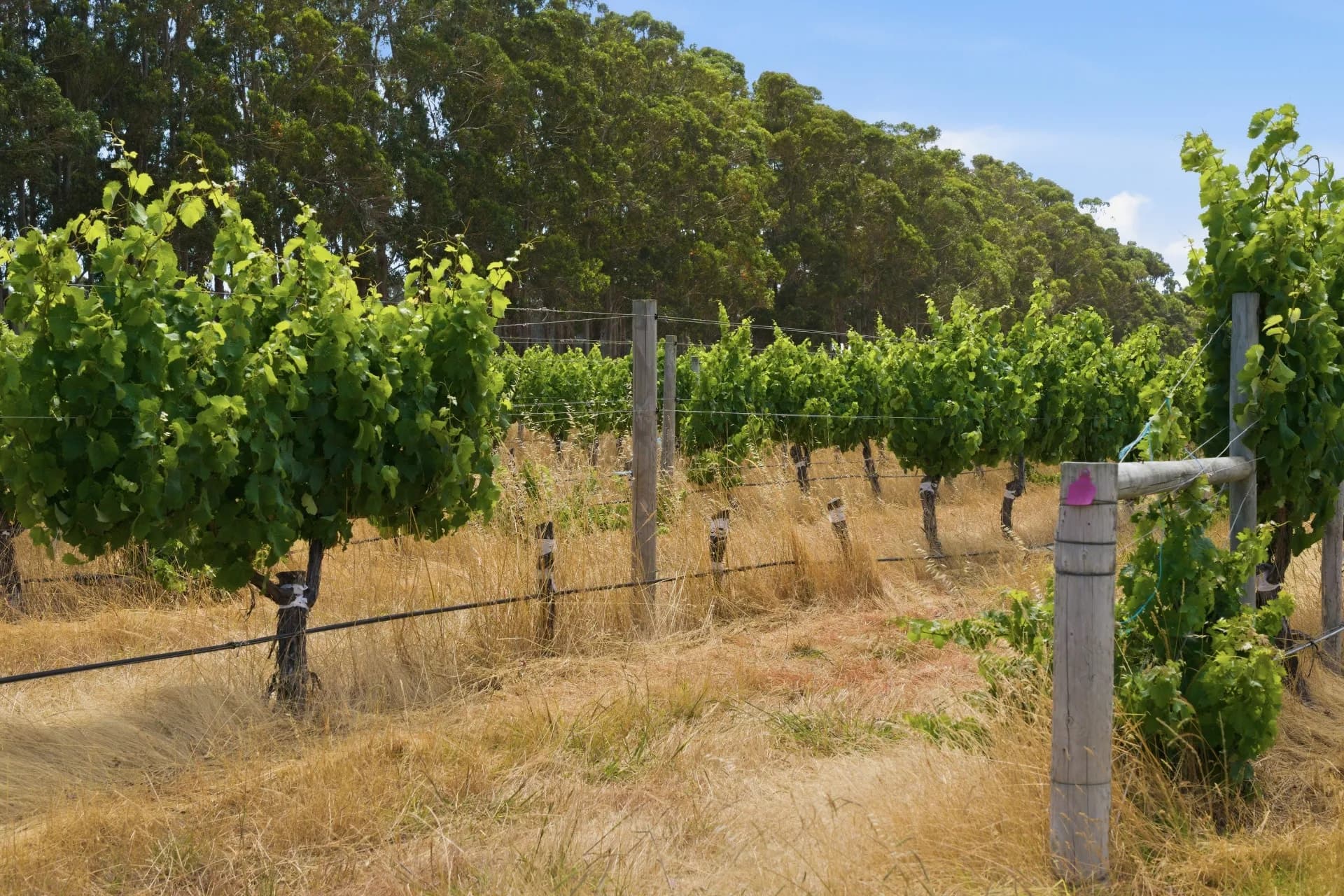 26/3599 Caves Road, Wilyabrup, WA, Wilyabrup - Thumbnail 6