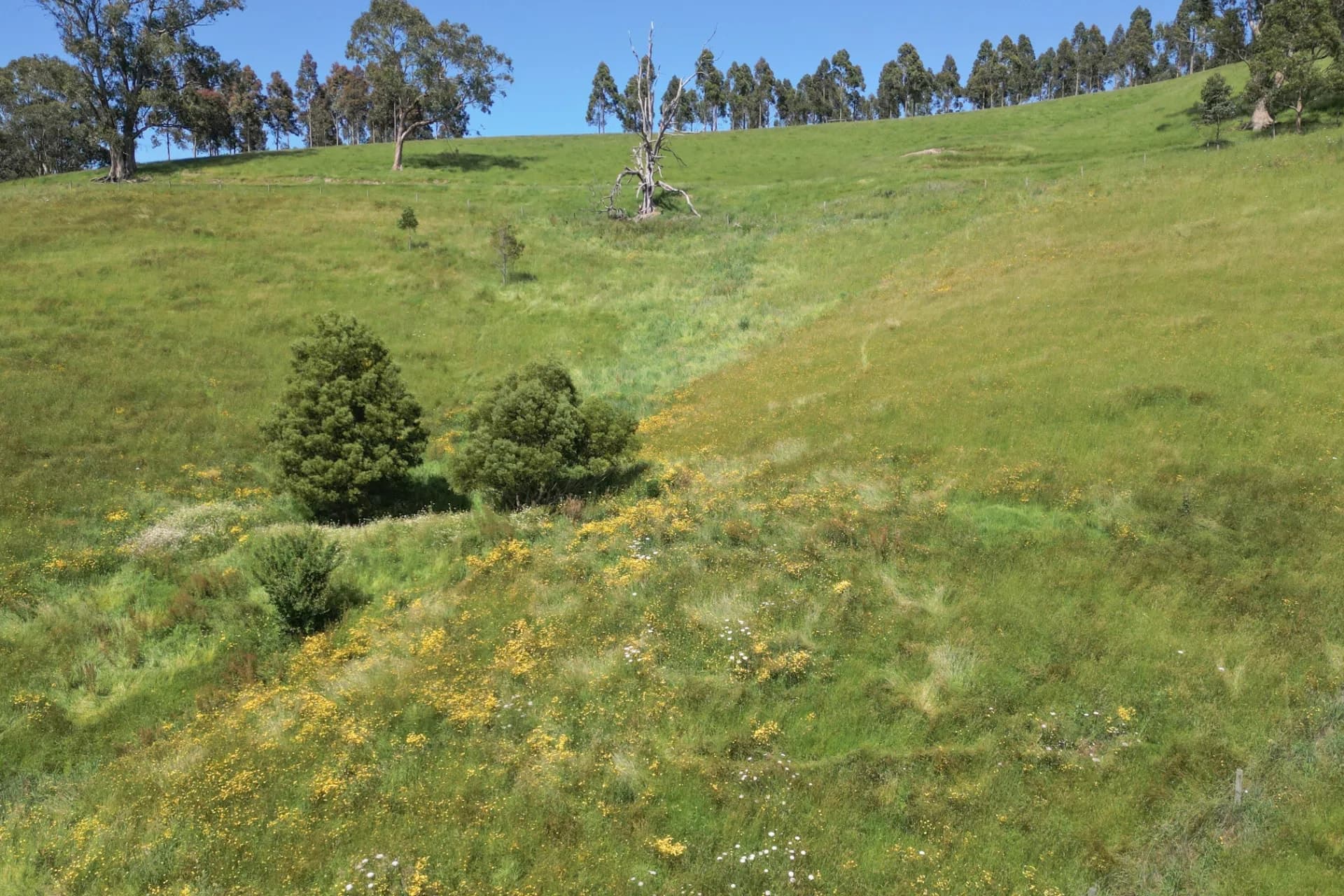 Lot 1, 2045 Lardners Track, Torwood, VIC, Torwood - Thumbnail 6