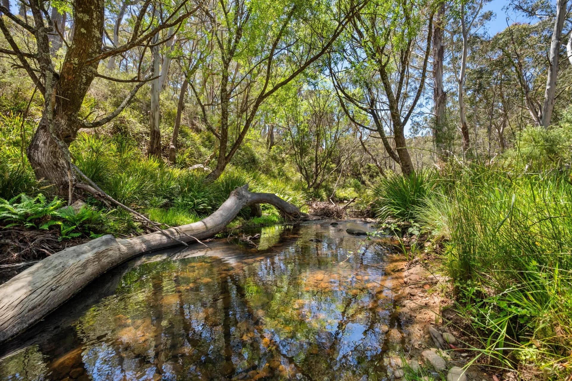 281 Charleys Forest Road, Braidwood, NSW, Mongarlowe - Image 1