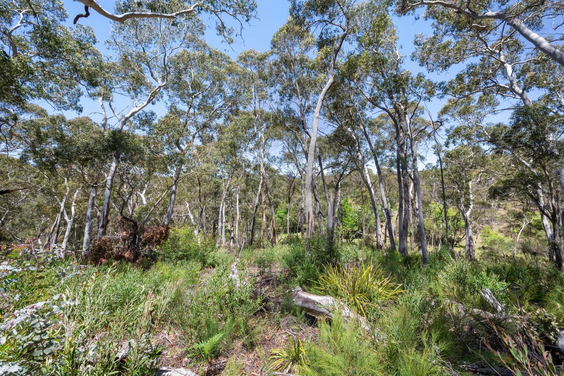281 Charleys Forest Road, Braidwood, NSW, Mongarlowe - Thumbnail 7