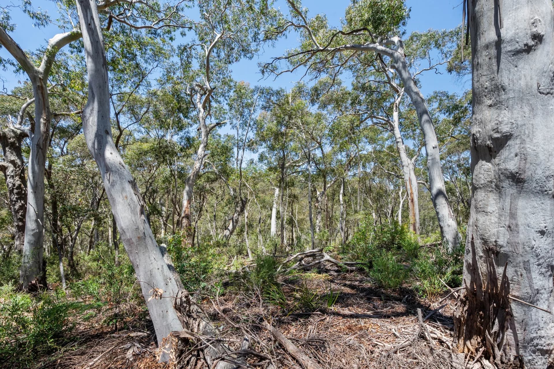 281 Charleys Forest Road, Braidwood, NSW, Mongarlowe - Thumbnail 8