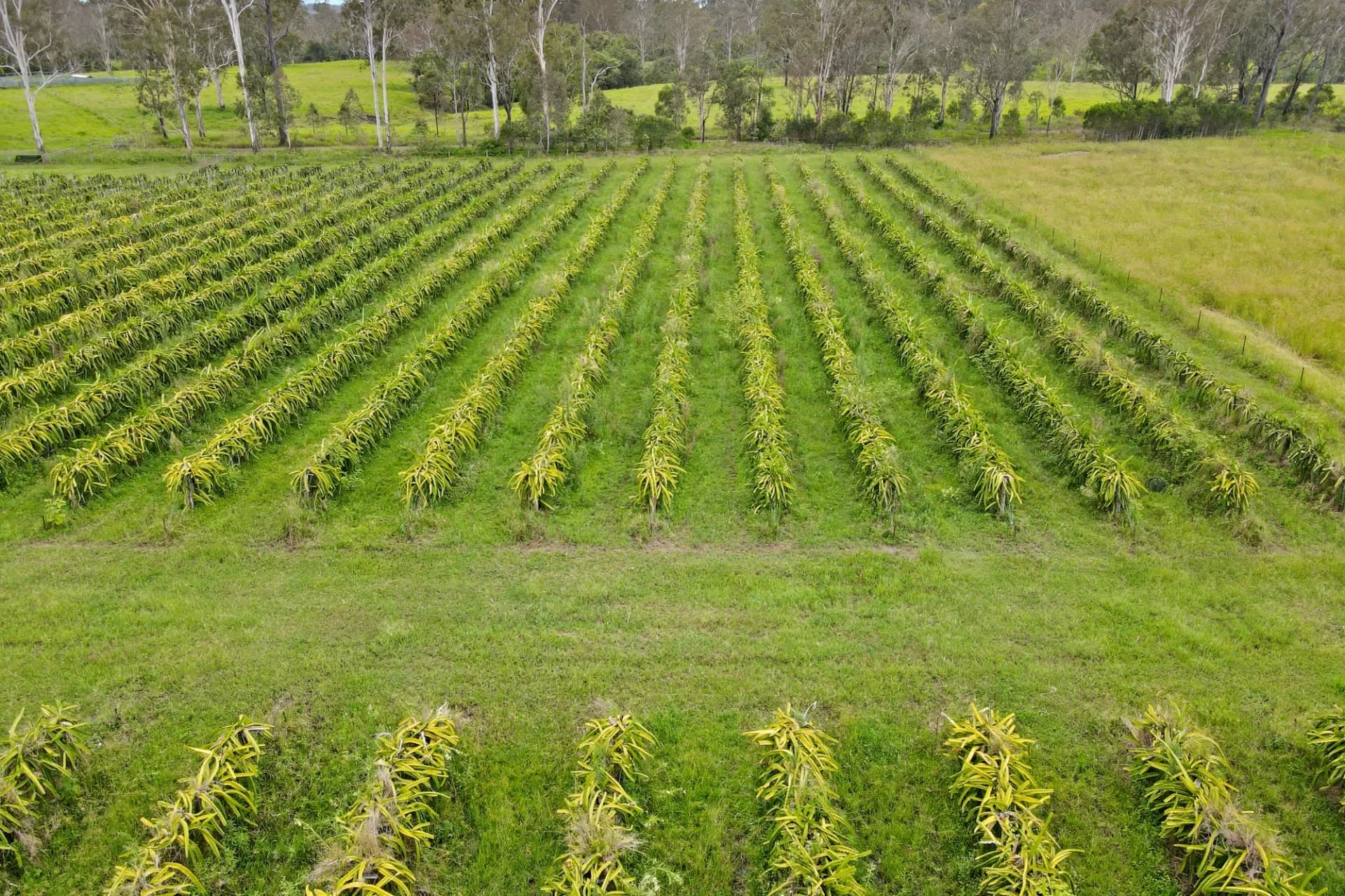 Lot 126, 288 Blowers Road, Munna Creek, QLD, Munna Creek - Thumbnail 6