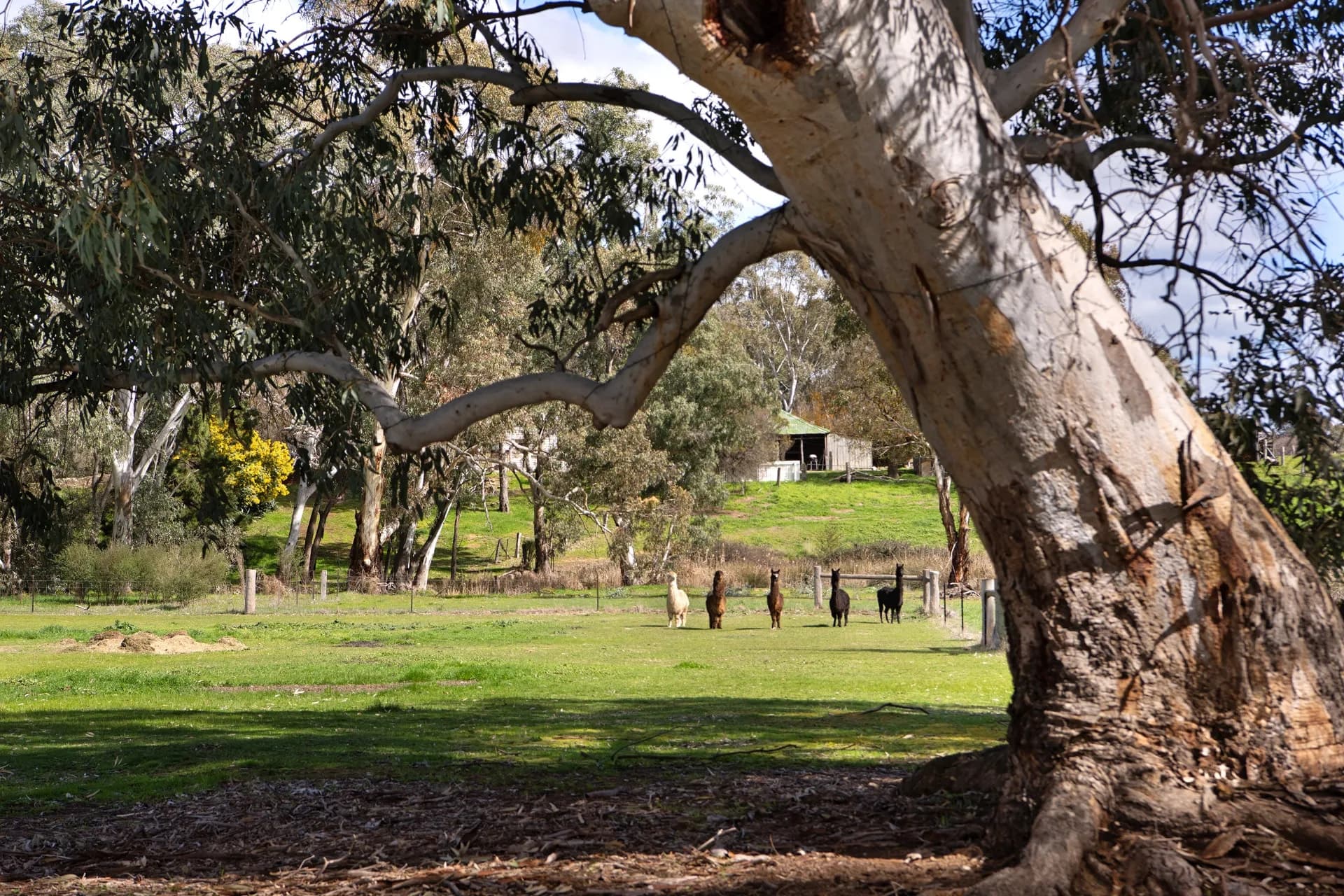Lot 1, 67A Lyons Street, Newstead, VIC, Newstead, - Thumbnail 5