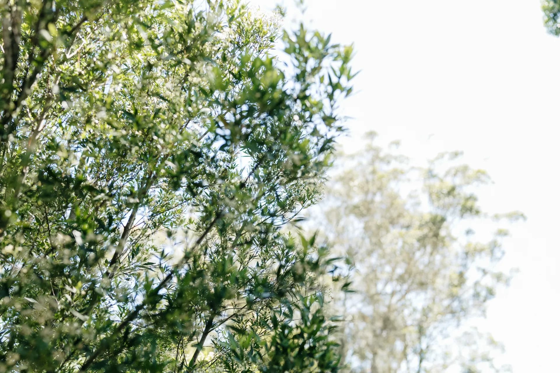 4 Irwin  Place, Green Point, NSW, Green Point - Thumbnail 8