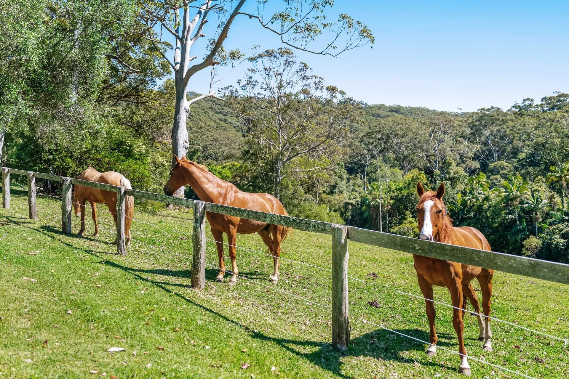 5 Picketts Lane, Kincumber - Thumbnail 7