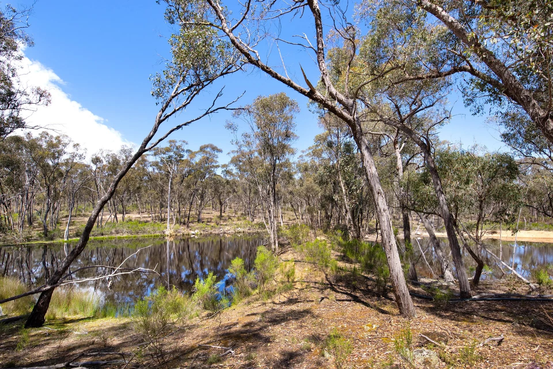 265 Pullans Road, Gower., Gower - Thumbnail 4